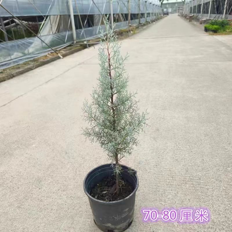 蓝冰柏圣诞树蓝冰柏盆栽庭院四季常绿，洛基山圆柏苗蓝色天空