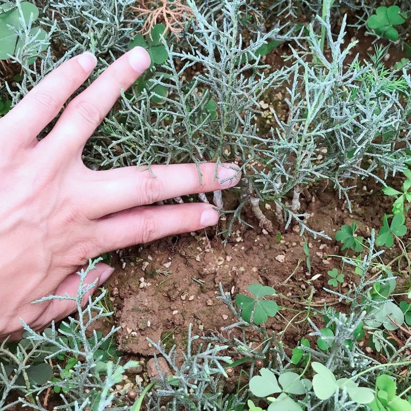 蓝冰柏圣诞树蓝冰柏盆栽庭院四季常绿，洛基山圆柏苗蓝色天空