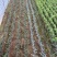 蓝冰柏圣诞树蓝冰柏盆栽庭院四季常绿，洛基山圆柏苗蓝色天空