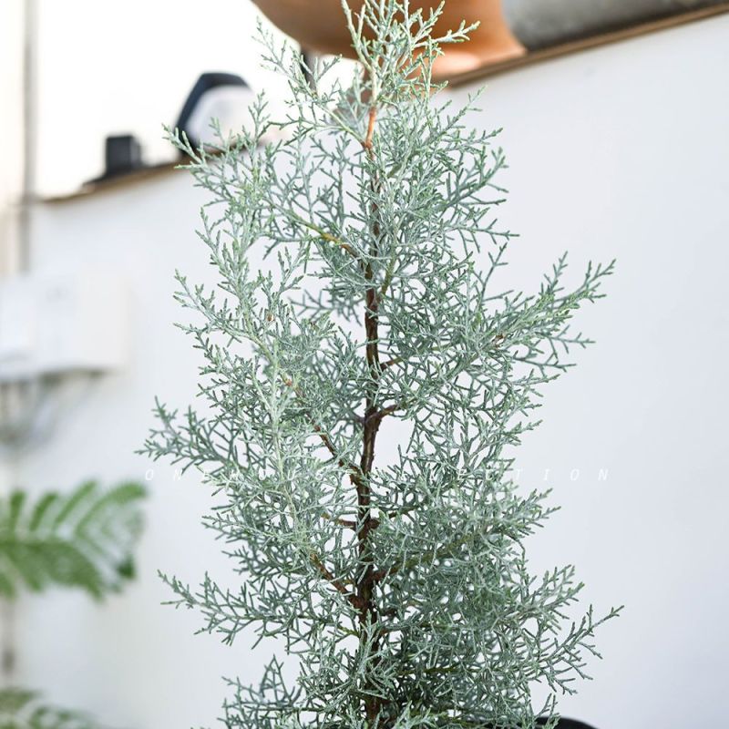 蓝冰柏圣诞树蓝冰柏盆栽庭院四季常绿，洛基山圆柏苗蓝色天空