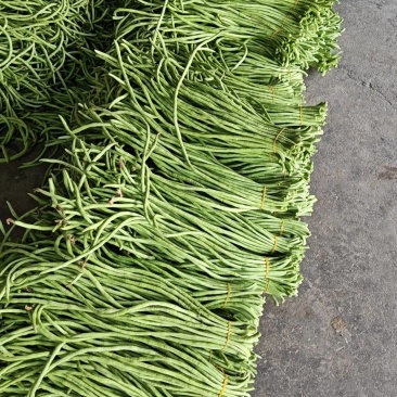 大棚豇豆大量上市