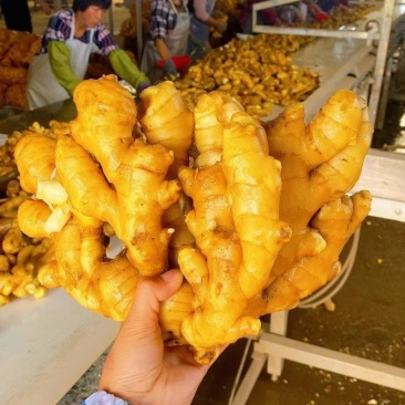 山东大黄姜大量现货供应，小黄姜，全国发货质量保证坏烂包赔