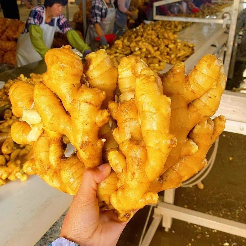 山东大黄姜大量现货供应，小黄姜，全国发货质量保证坏烂包赔