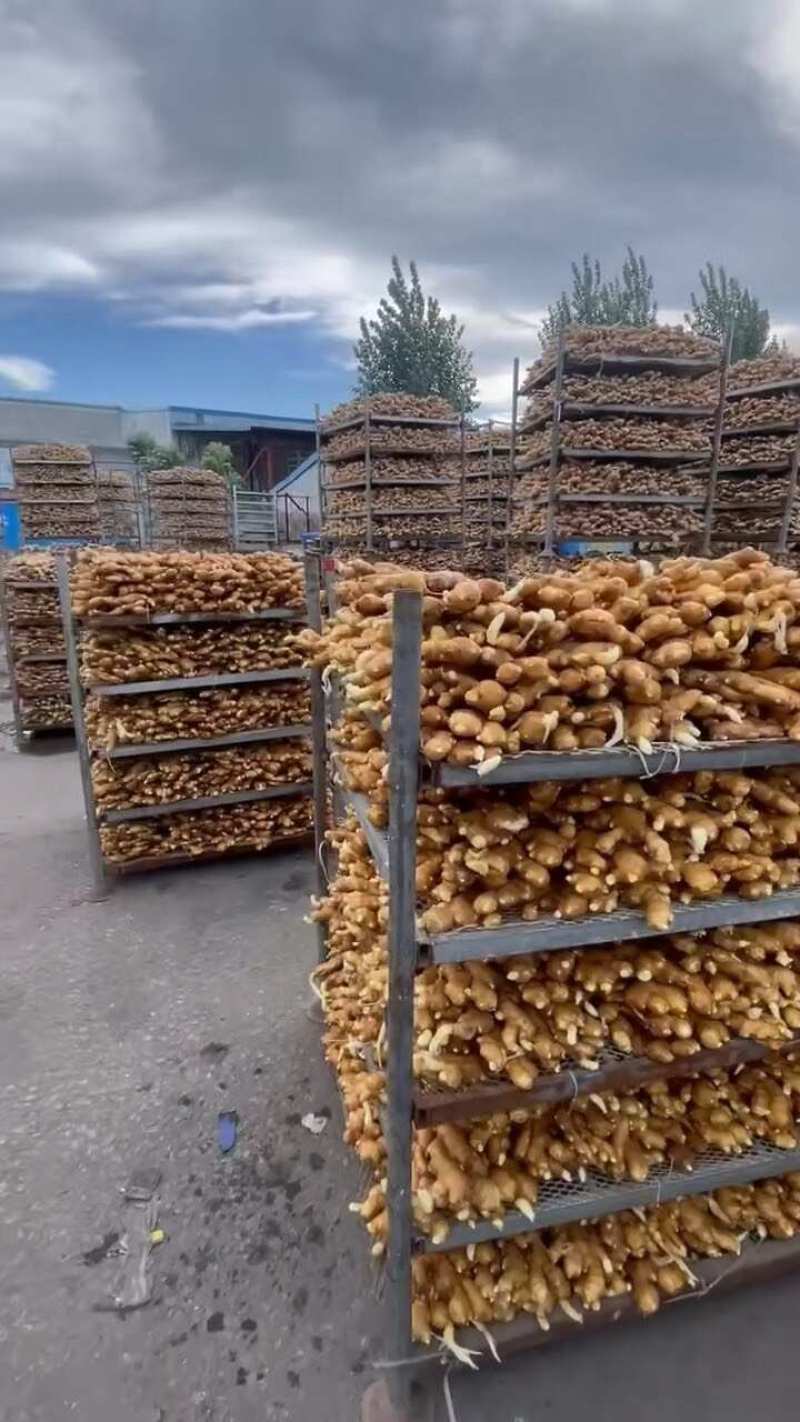 山东小黄姜大黄货源充足保质保量全国发货坏烂包赔，一手货源