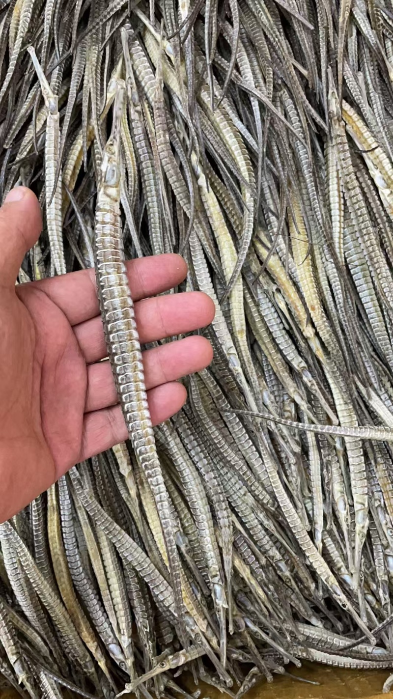 海龙正品六角海龙泡酒药用批发海龙量大从优