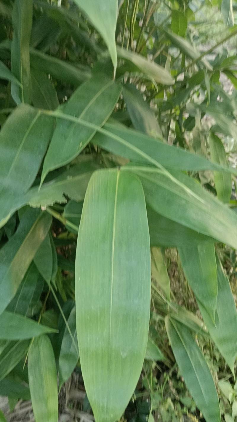 粽叶现货，货源充足靠谱需要随时联系