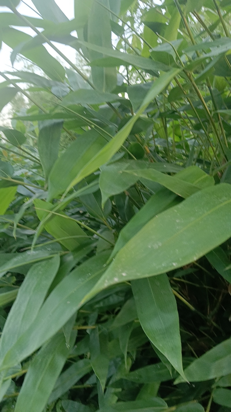 粽叶现货，货源充足靠谱需要随时联系