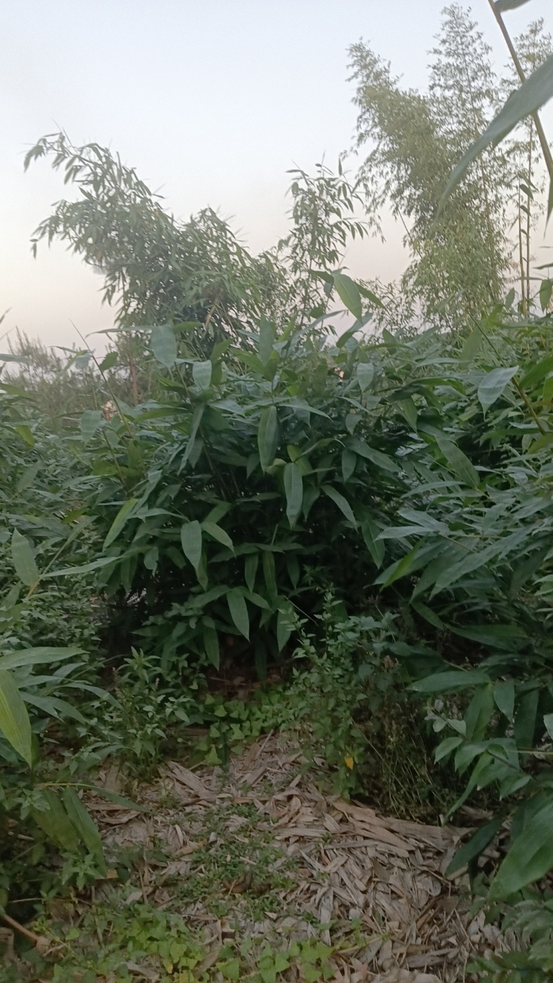 粽叶现货，货源充足靠谱需要随时联系