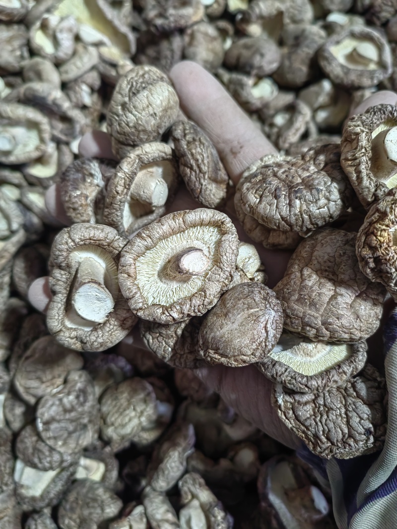 香菇干香菇质优价廉，产地直发，没有后顾之险，欢迎洽谈，代够代