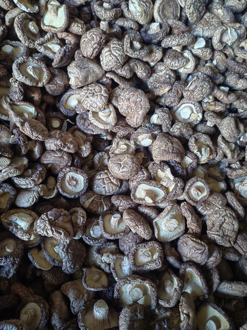香菇干香菇质优价廉，产地直发，没有后顾之险，欢迎洽谈，代够代