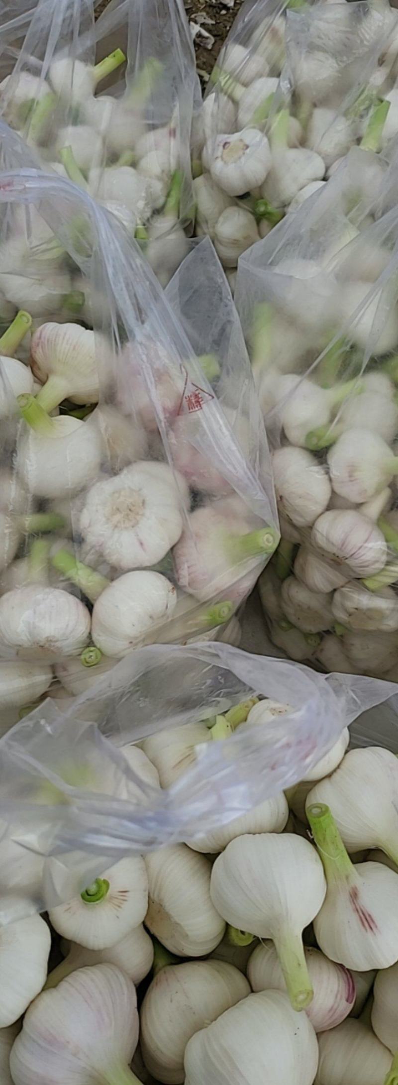 山东郯城，大蒜头，一手货源，货源充足，欢迎前来洽谈合作