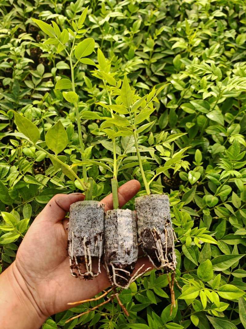 九星叶小苗
