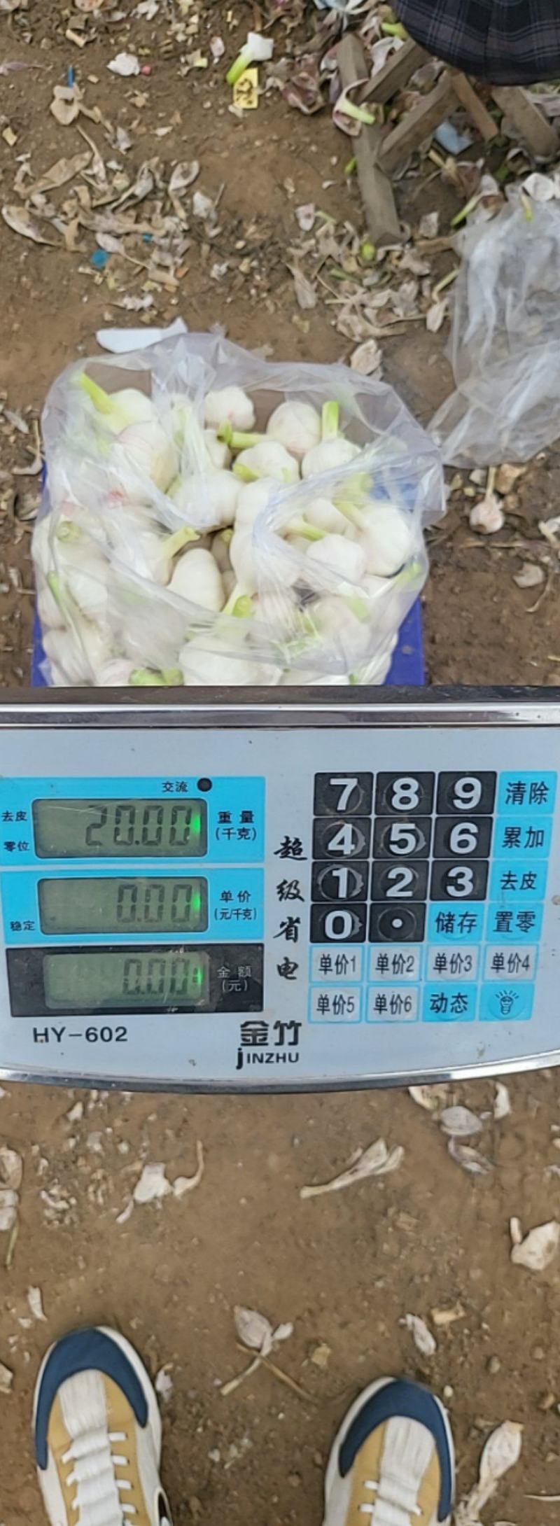 山东郯城，大蒜头，一手货源，货源充足，欢迎前来洽谈合作