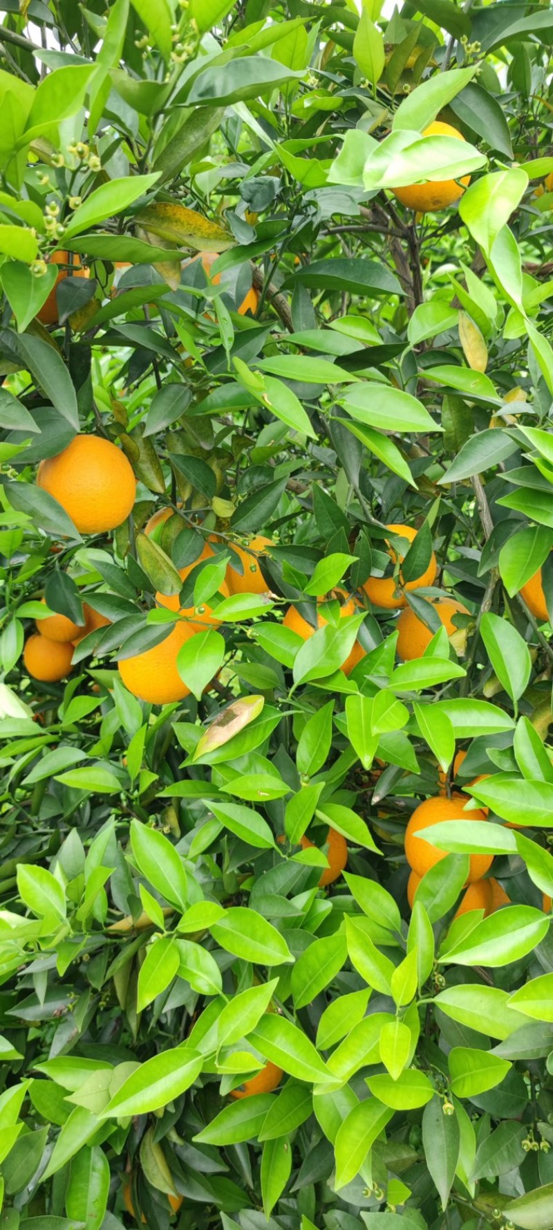 【秭归夏橙】口感酸甜皮薄多汁果园现摘质量有保证诚信代办