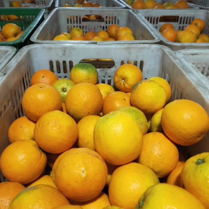 【秭归夏橙】口感酸甜皮薄多汁果园现摘质量有保证诚信代办