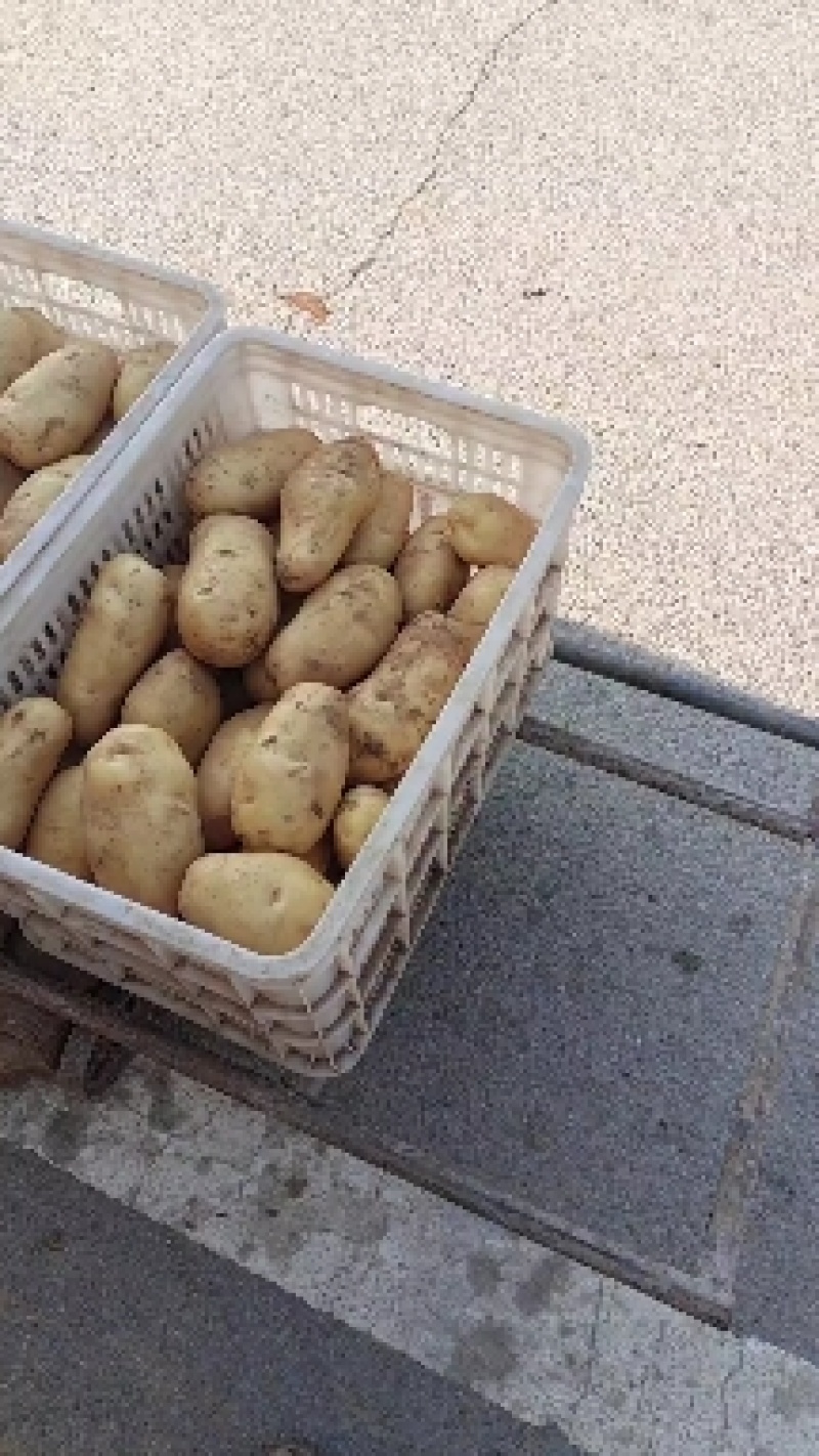 荷兰十五土豆长磊八号，珍妮V7沃土，一手货源，可视频看货。