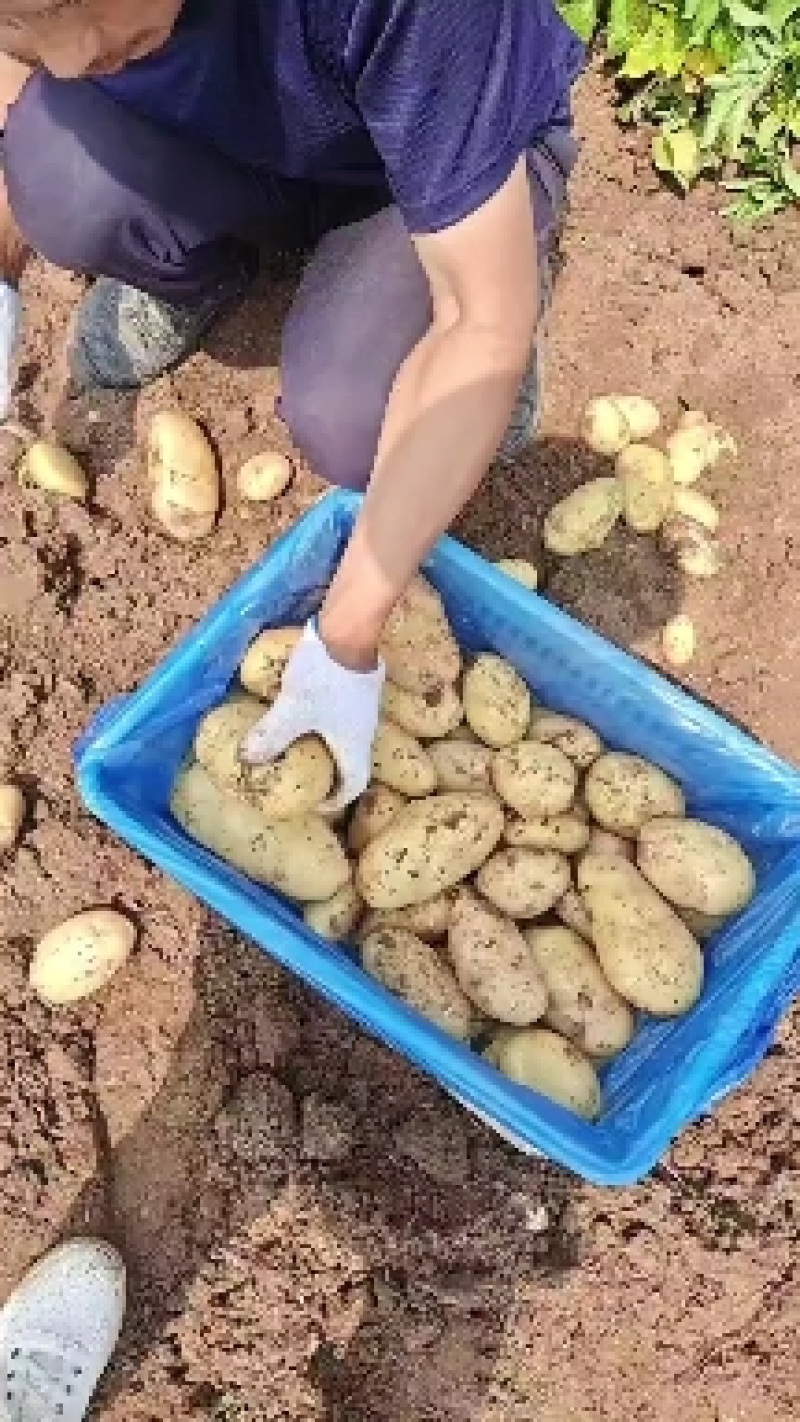 荷兰十五土豆长磊八号，珍妮V7沃土，一手货源，可视频看货。