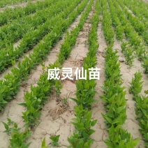一手货源威灵仙苗对接全国市场，量大从优，欢迎采购成活率高
