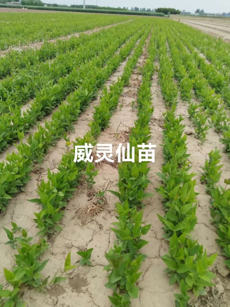 一手货源威灵仙苗对接全国市场，量大从优，欢迎采购成活率高