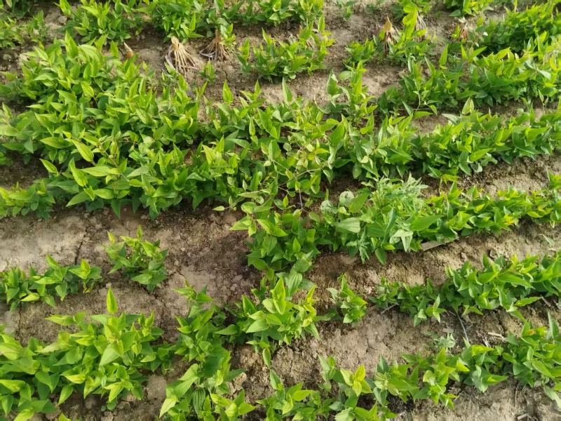 一手货源威灵仙苗对接全国市场，量大从优，欢迎采购成活率高