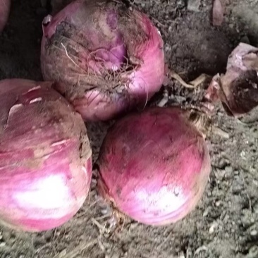 【推荐】紫皮洋葱大量接单产地直发品质保证欢迎来电