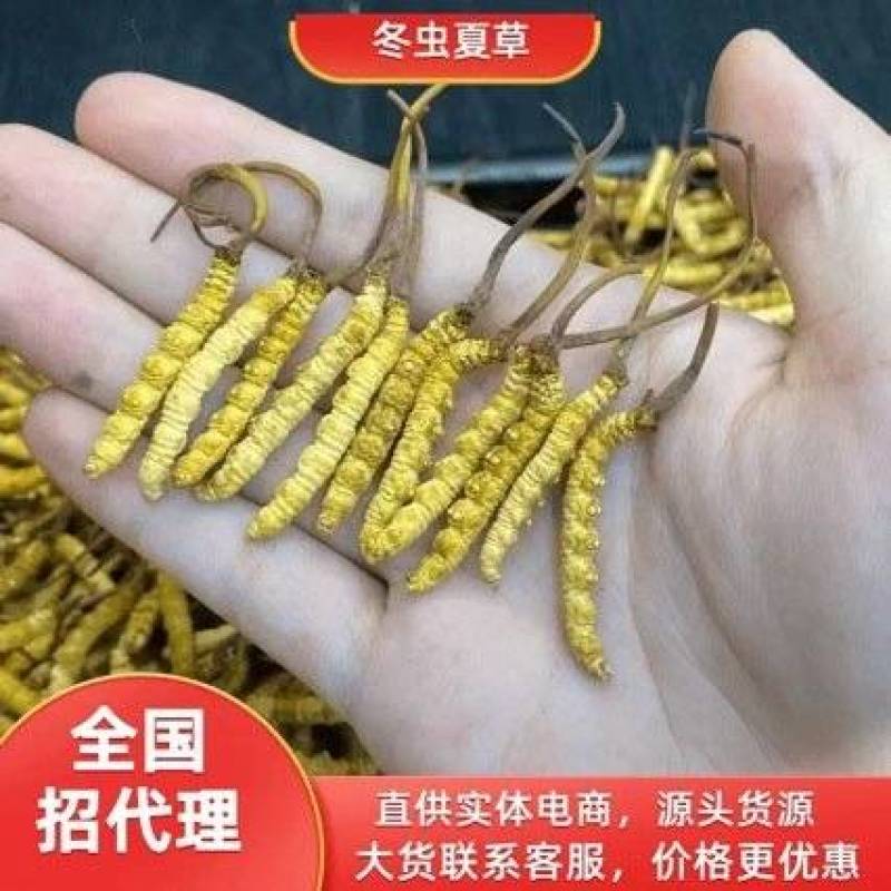 【虫草】野生虫草正品干货泡酒煲汤滋补养生那曲草西宁果洛野