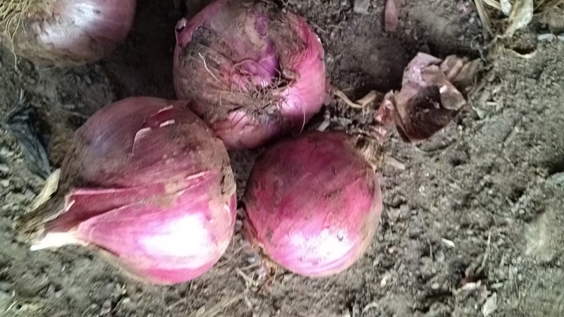 【推荐】紫皮洋葱大量接单产地直发品质保证欢迎来电