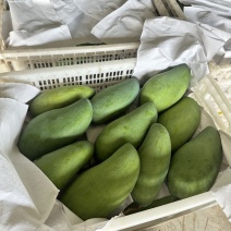 云南青芒贵妇芒台芒热农、可现采发货