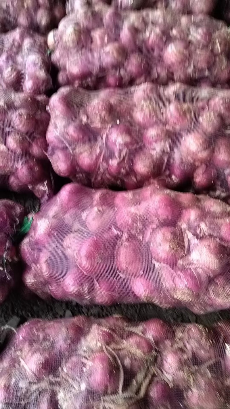 【推荐】紫皮洋葱大量接单产地直发品质保证欢迎来电