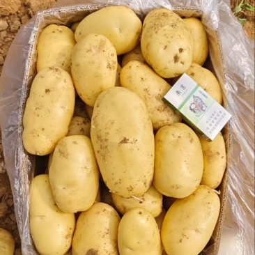 【精选】河南通许精品黄心土豆产地直销量大从优可视频看货
