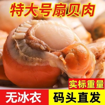 【包邮】特大号扇贝肉新鲜冷冻海捕扇贝实标重量【固形物8