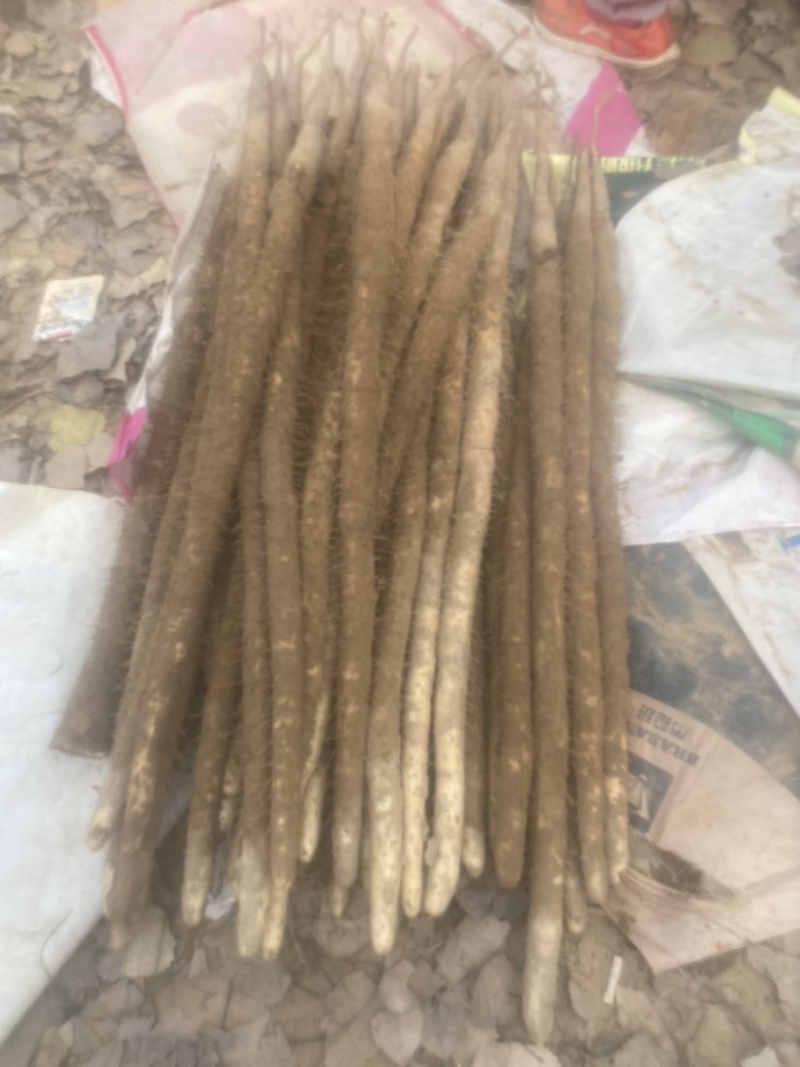 精品双棒山药大量上市一手货源质量保证欢迎来电咨询