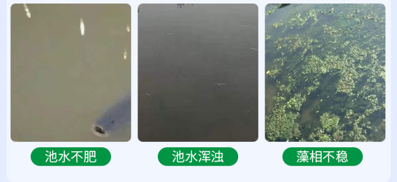 底栖硅藻种水产养殖鱼虾蟹用补藻调水增加溶氧稳藻相抑制蓝藻