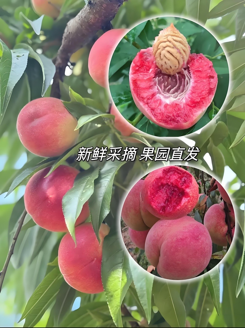 『一件代发』血桃毛桃火焰桃各种平台模式均可电商出口