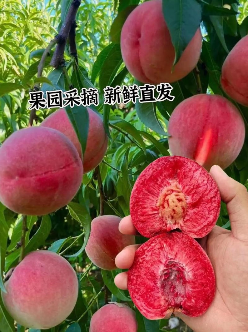 『一件代发』血桃毛桃火焰桃各种平台模式均可电商出口