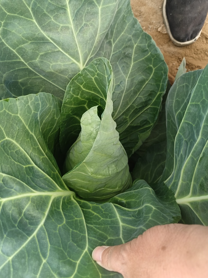 牛心甘蓝