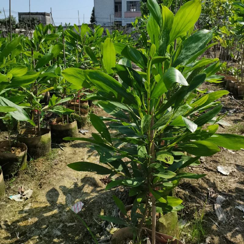 马占相思树基地供应量大从优诚信经营欢迎咨询