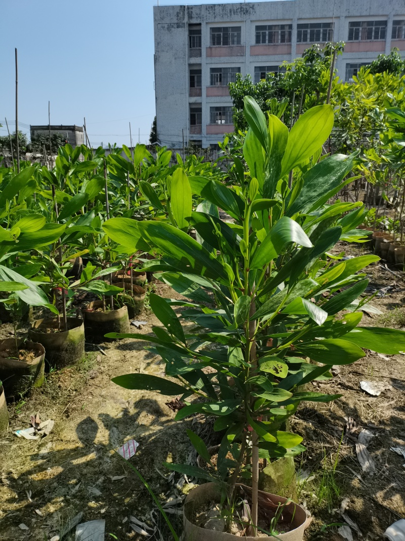 马占相思树基地供应量大从优诚信经营欢迎咨询