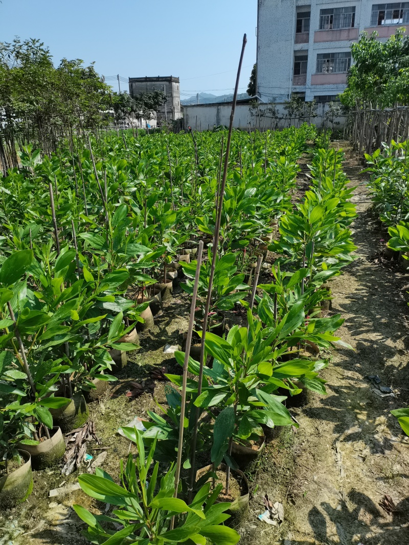 马占相思树基地供应量大从优诚信经营欢迎咨询