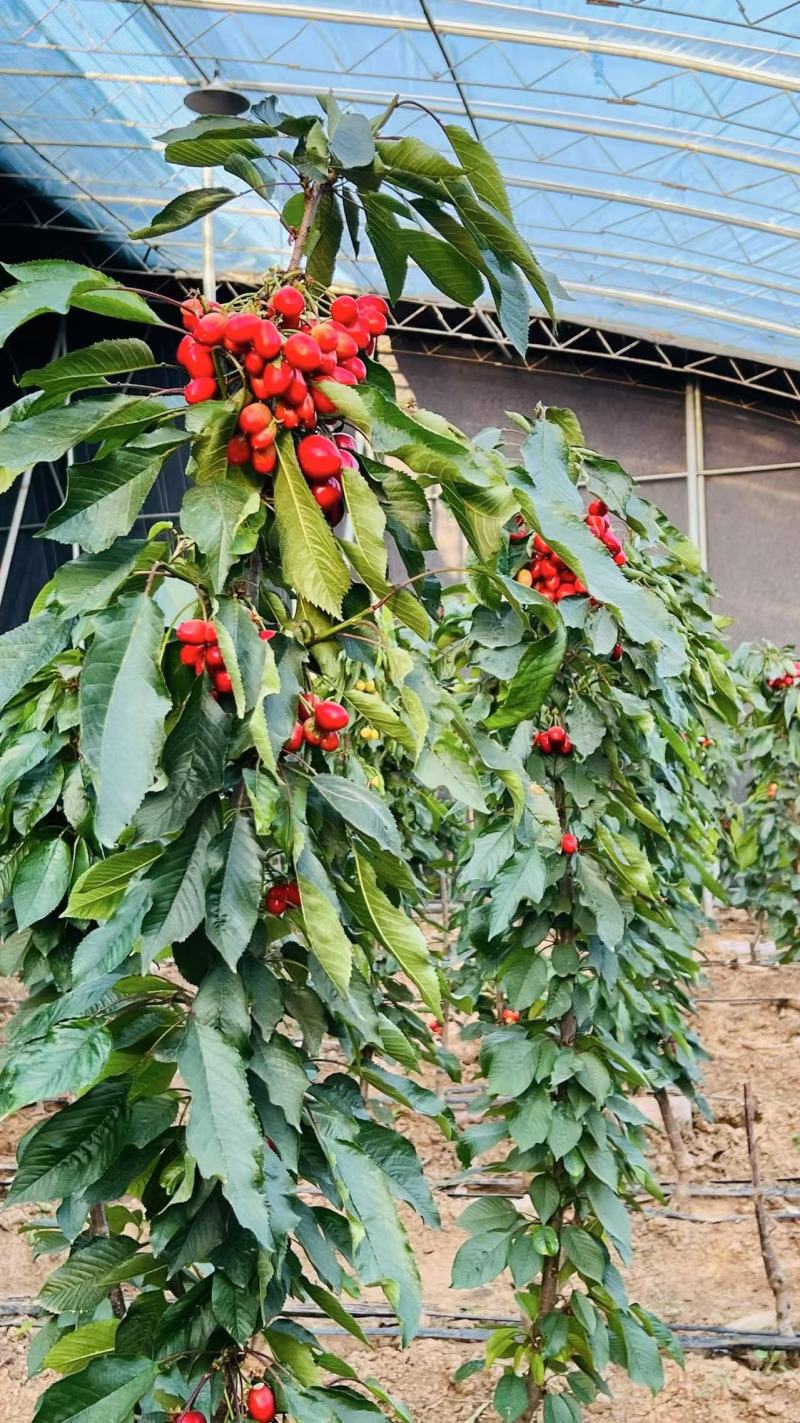 山东樱桃树8年树龄4年树龄