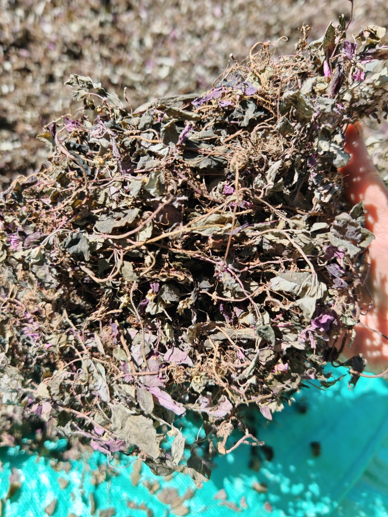 纯野生风柜斗草手工挑选