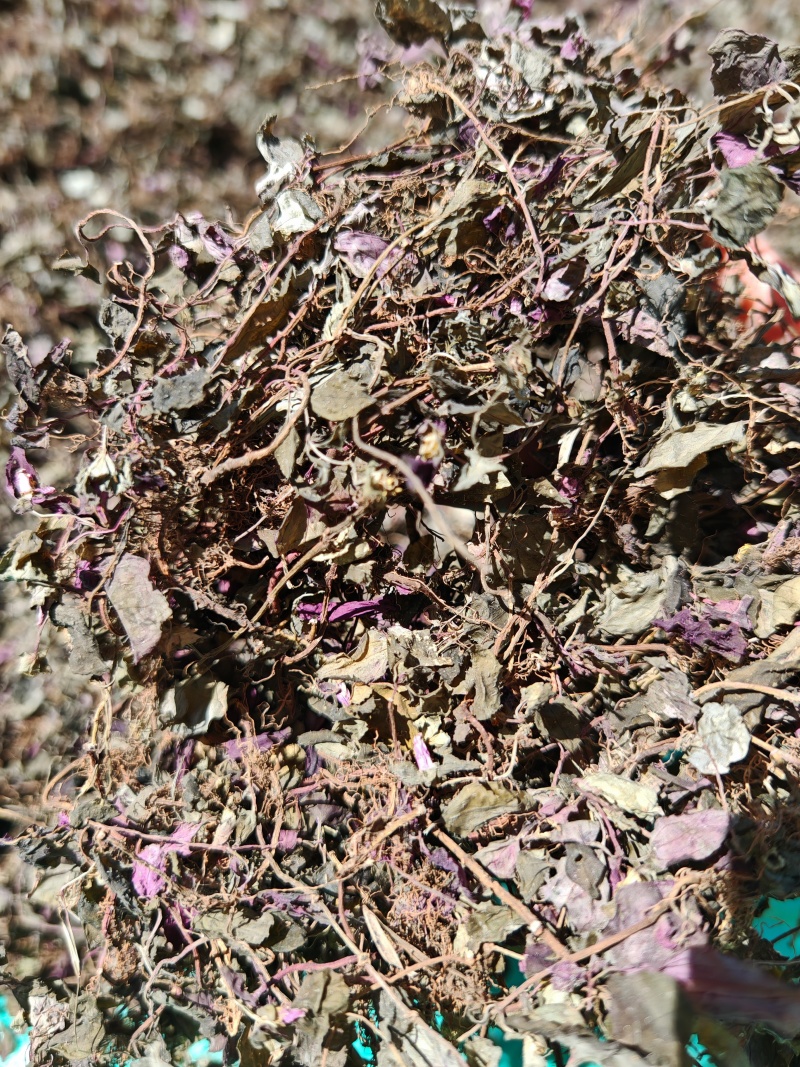 纯野生风柜斗草手工挑选