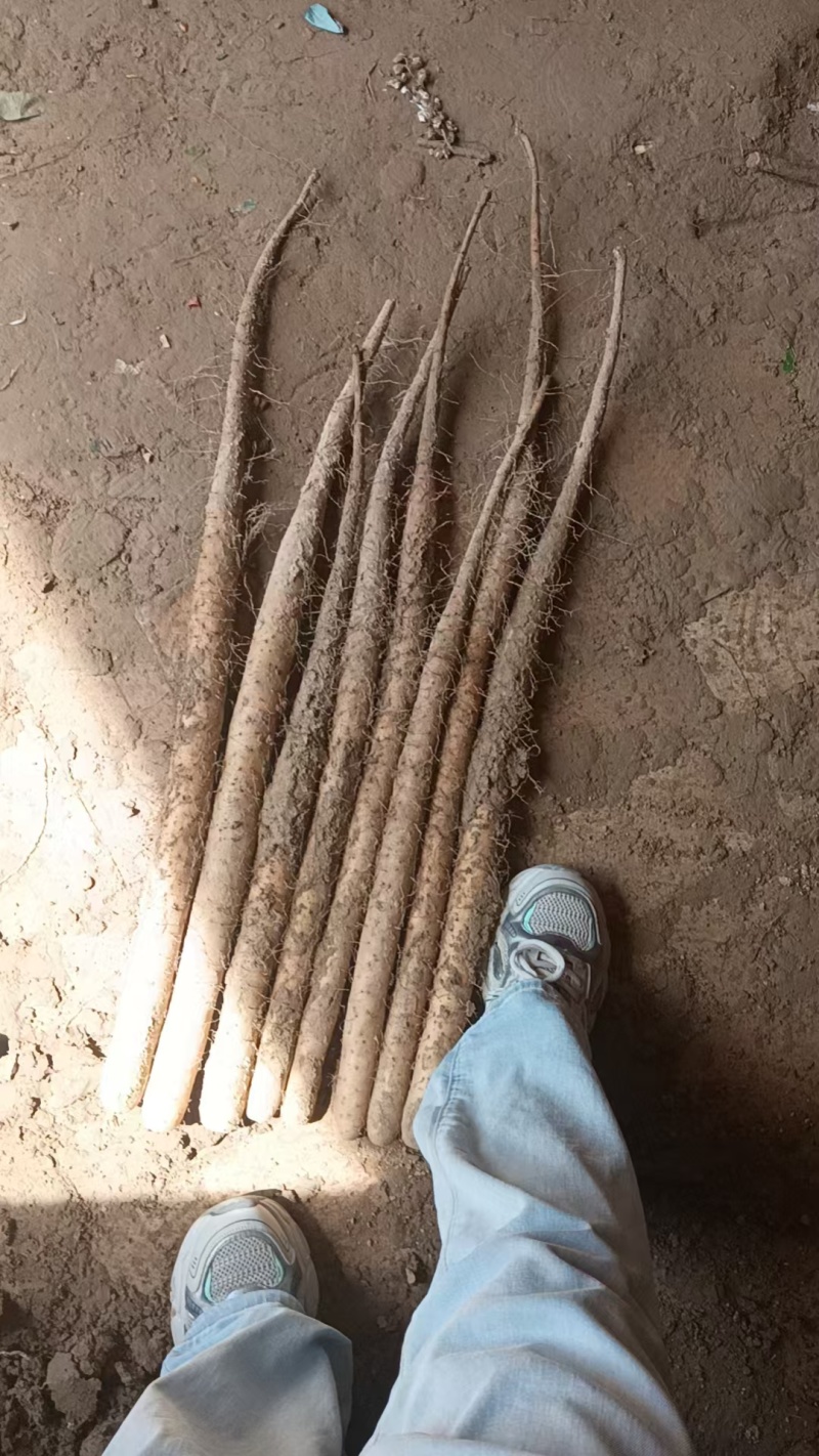 双棒山药