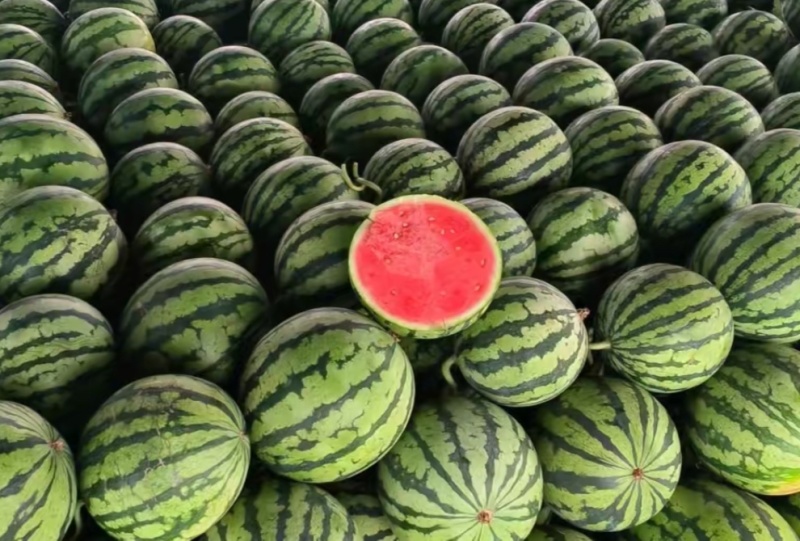 精品麒麟西瓜夏邑美都西瓜货源充足量大从优质量保证