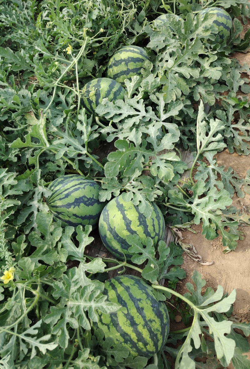 精品麒麟西瓜夏邑美都西瓜货源充足量大从优质量保证
