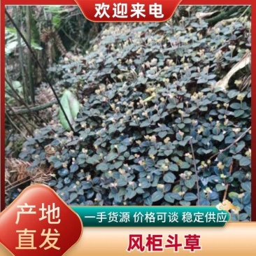 纯野生风柜斗草手工挑选
