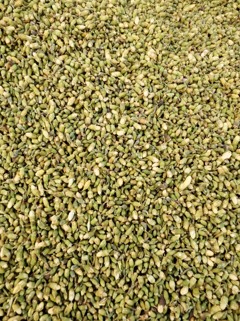 槐米小槐米花苞