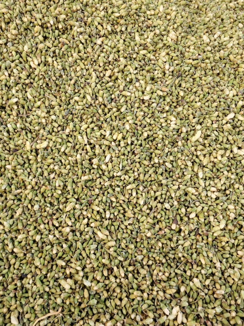 槐米小槐米花苞