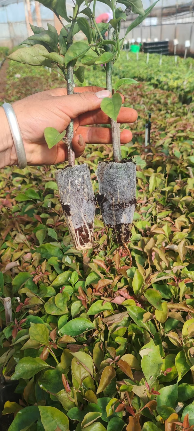 云南基地直红花三角梅苗四季开花中国红同安红绿化工程盆栽