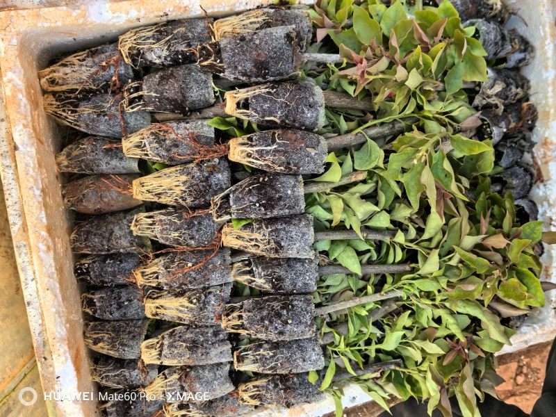 云南基地直红花三角梅苗四季开花中国红同安红绿化工程盆栽